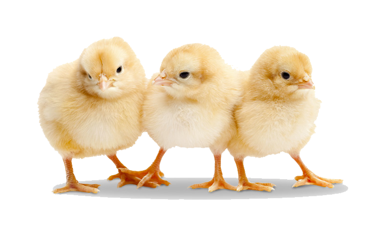 Baby Chicken Transparent Transparent PNG Image