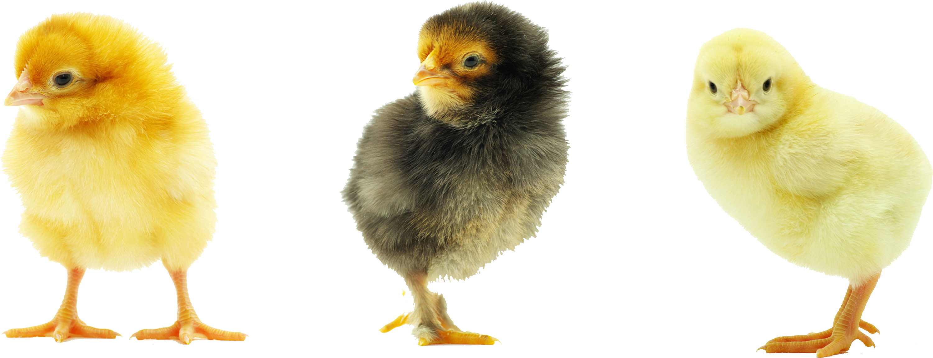 Baby Chicken Transparent Background Transparent PNG Image