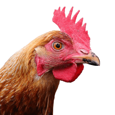 Chicken Head Png Image Transparent PNG Image