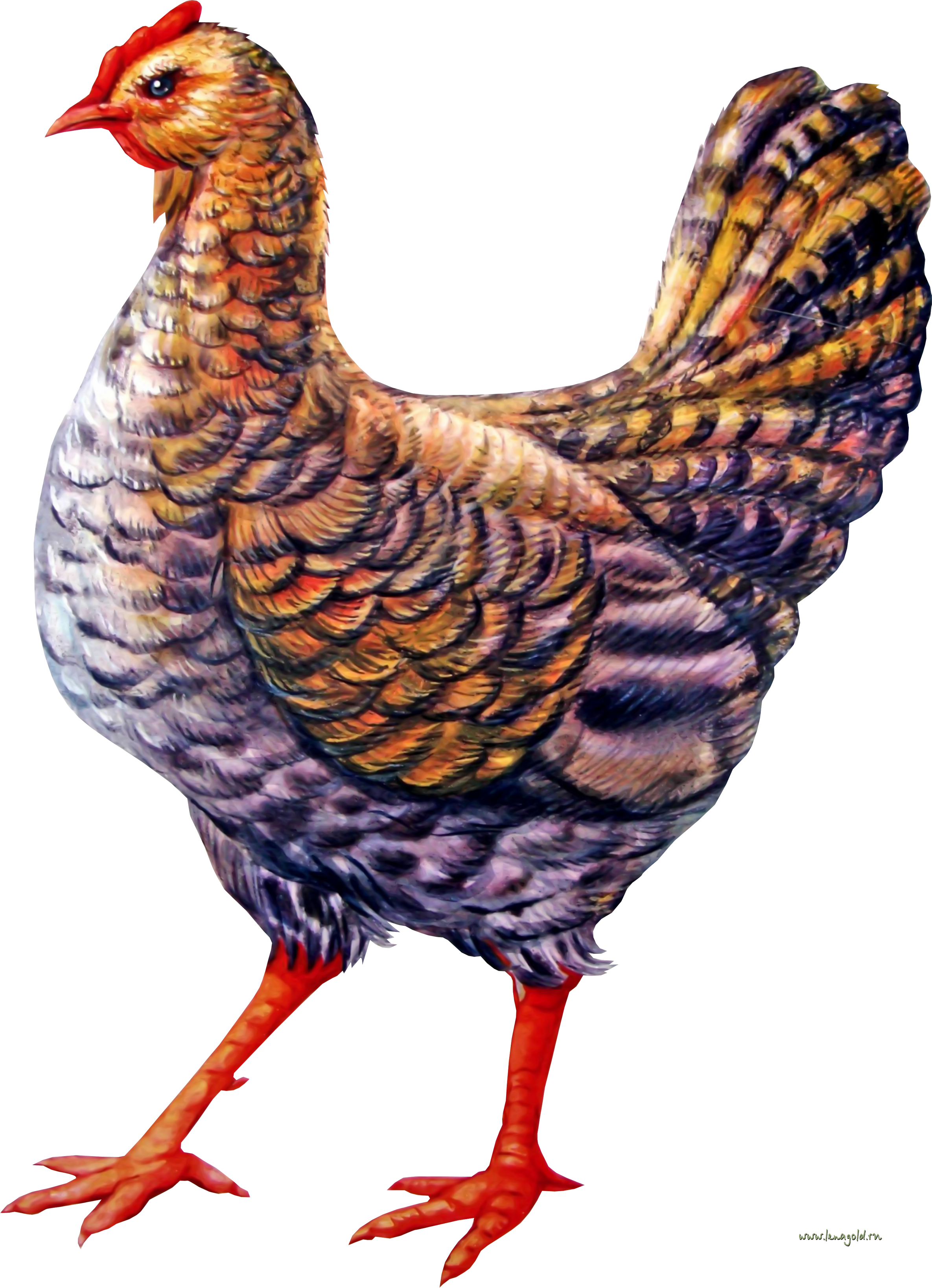 Chicken Png Image Transparent PNG Image