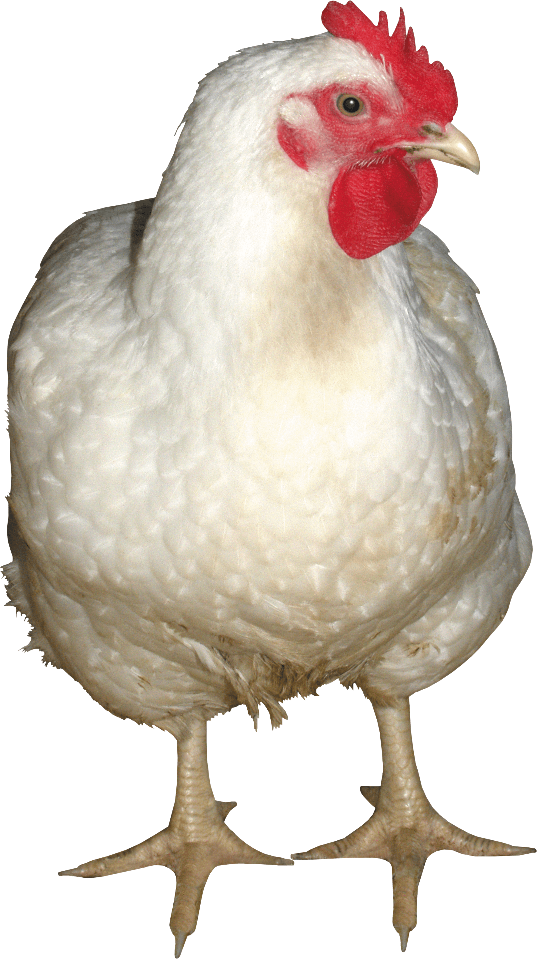 White Chicken Png Image Transparent PNG Image