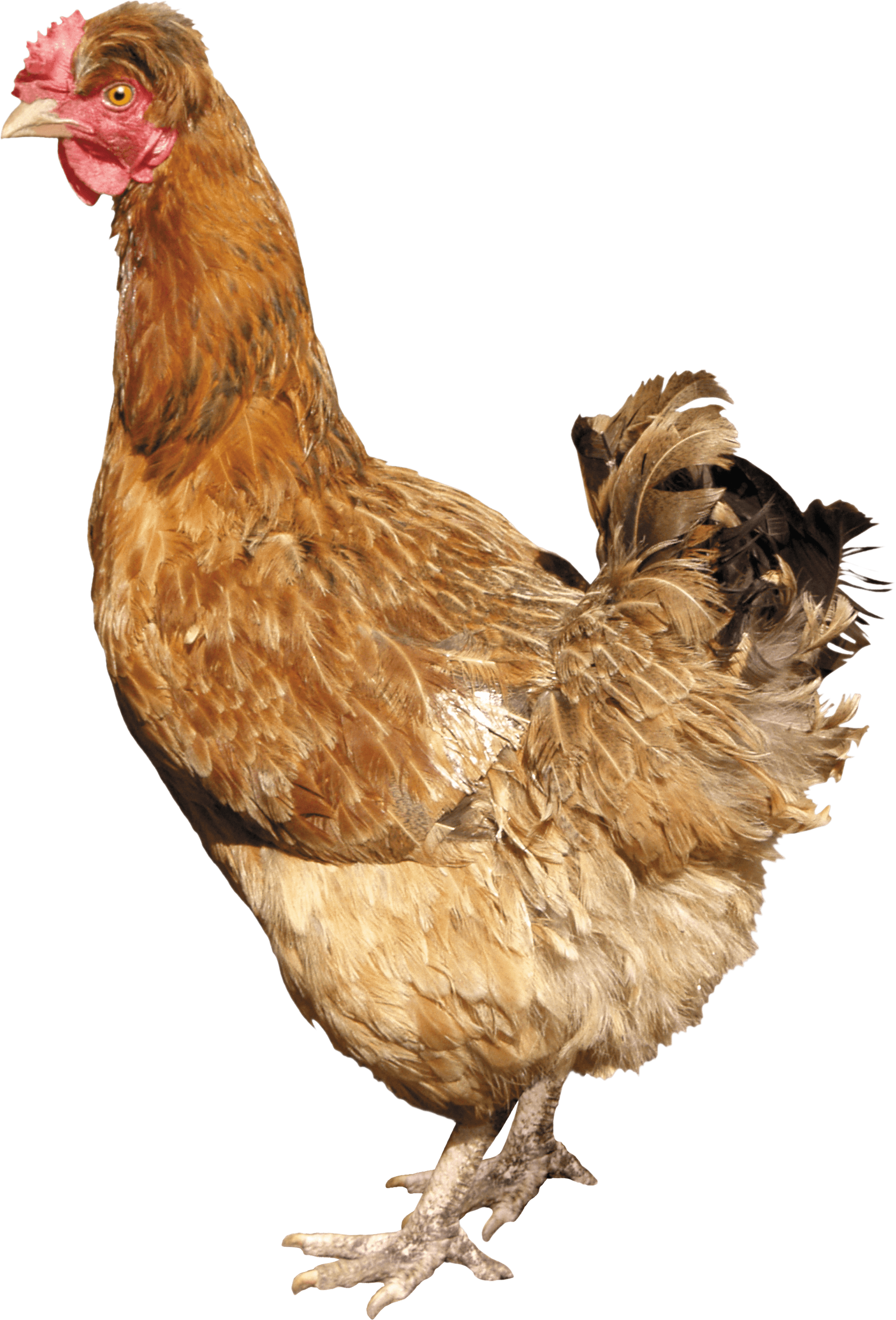 Chicken Png Image Transparent PNG Image