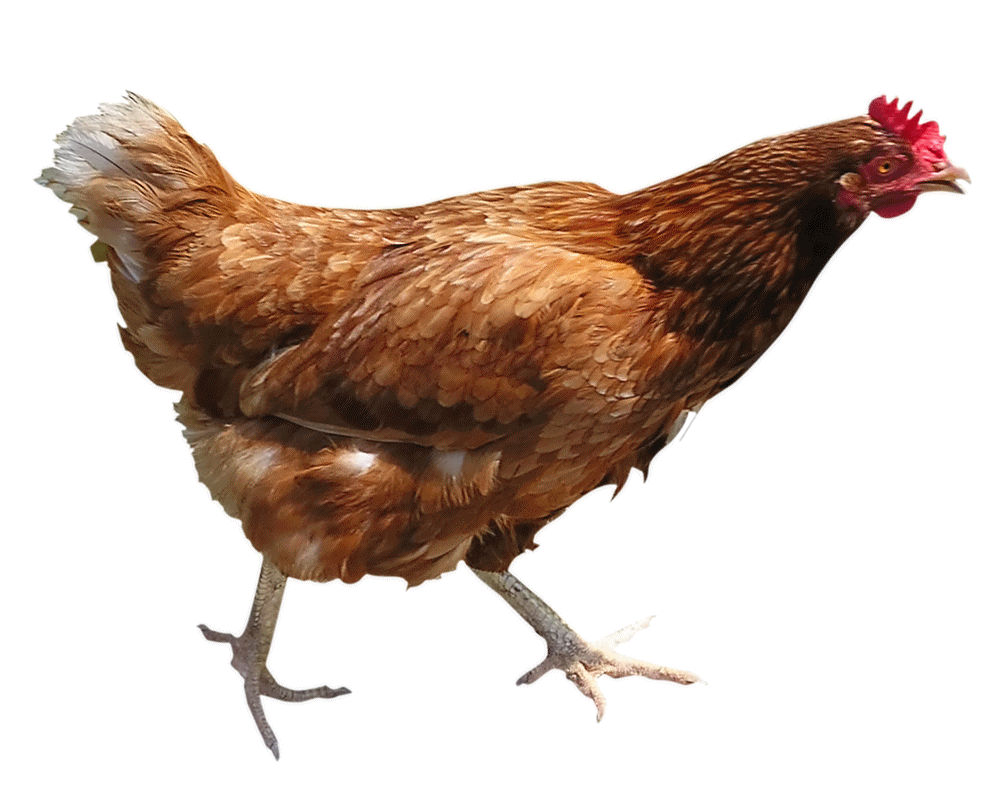 Chicken Png Image Transparent PNG Image