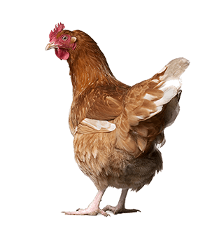 Chicken Png Image Transparent PNG Image