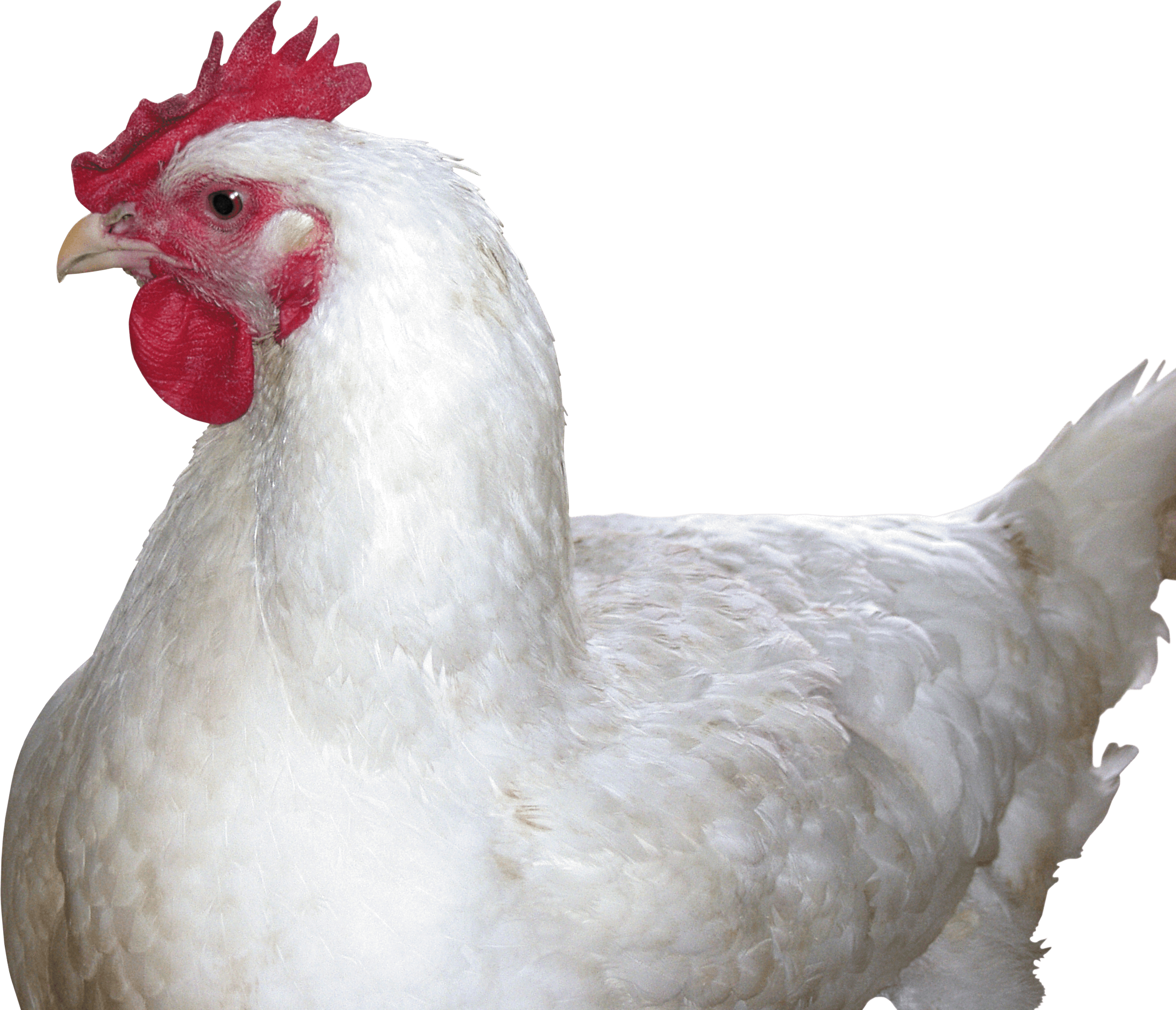 Chicken Png Image Transparent PNG Image