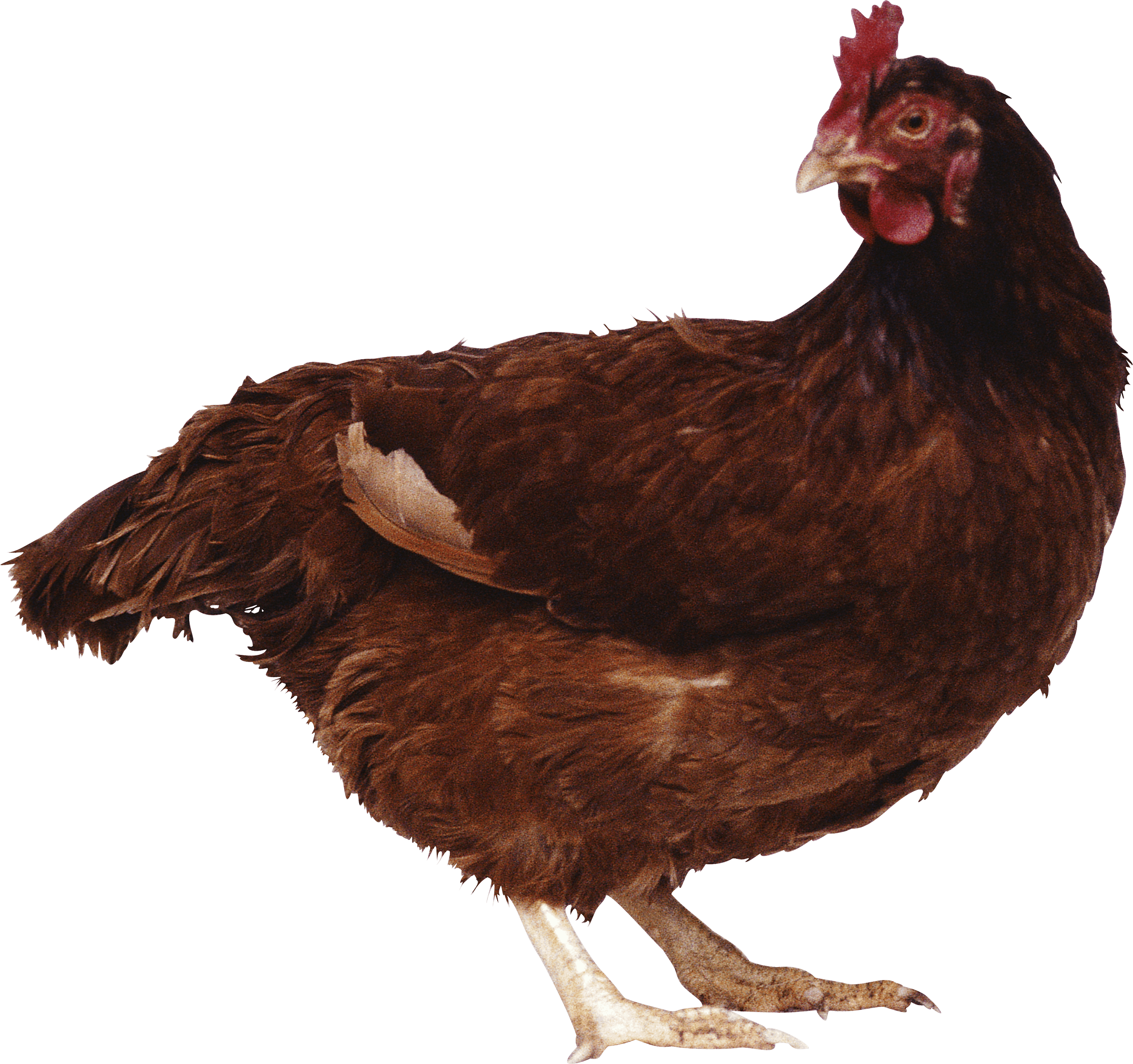 Chicken Png Image Transparent PNG Image