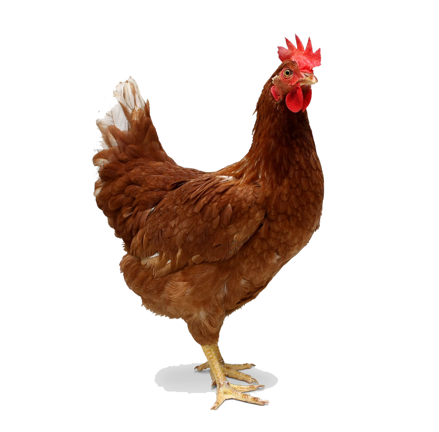 Chicken Transparent Transparent PNG Image