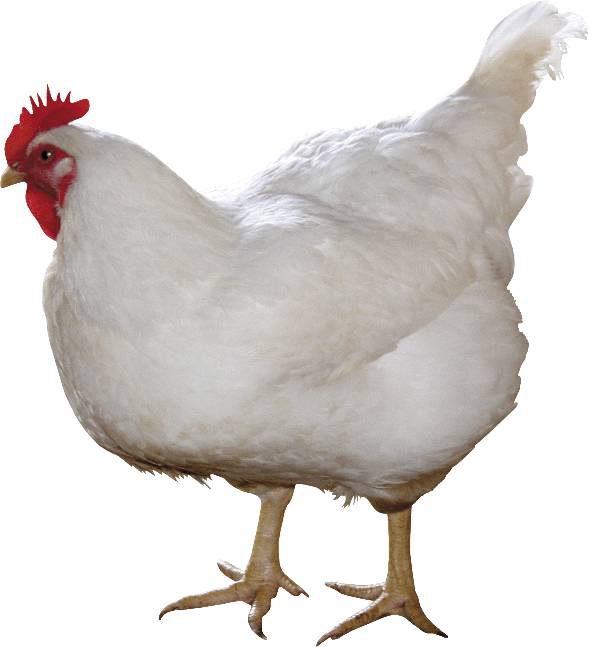 Chicken Image Transparent PNG Image