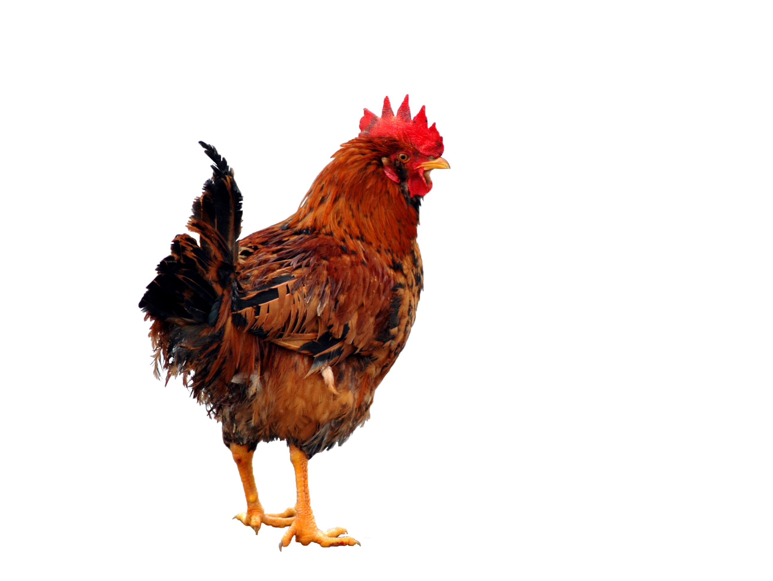 Chicken Clipart Transparent PNG Image