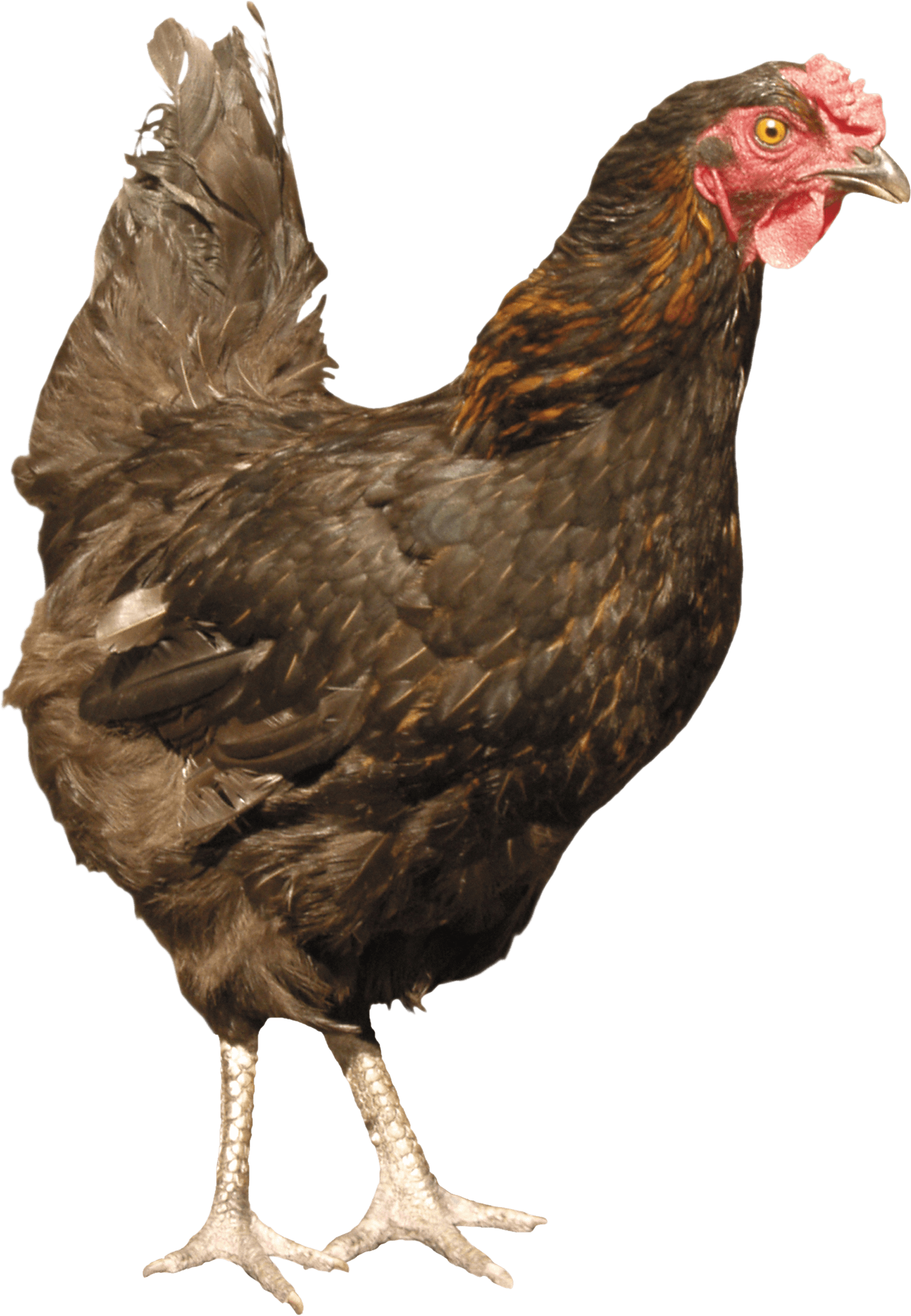 Chicken Png Image Transparent PNG Image