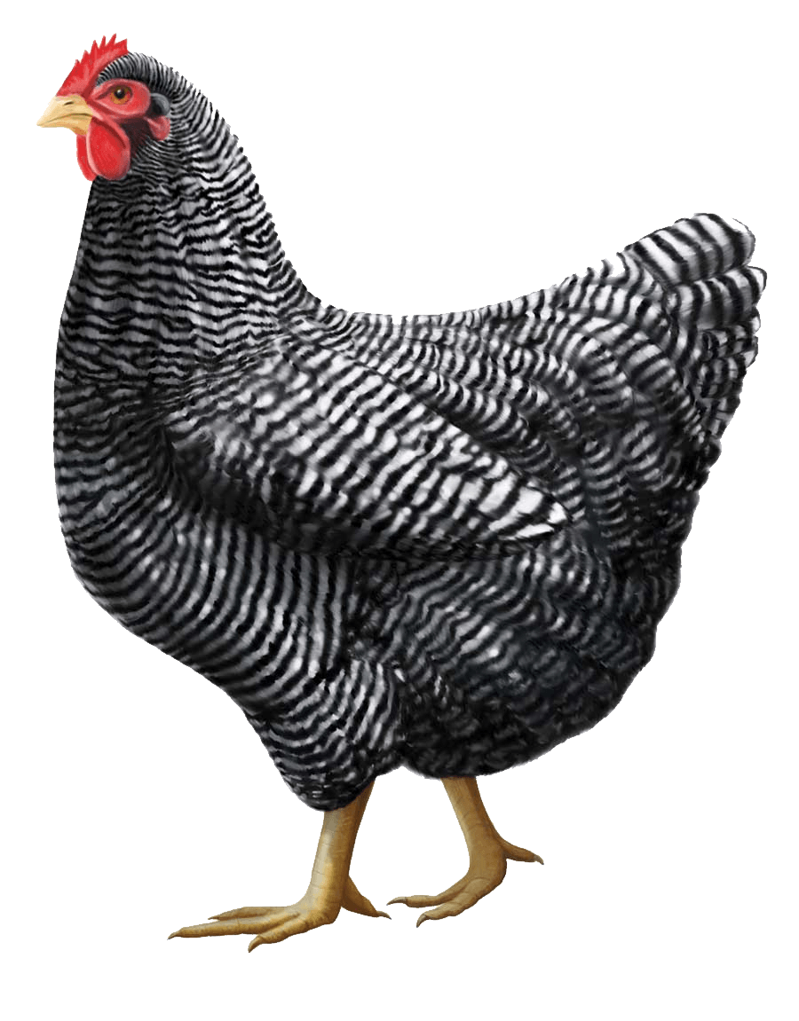 Gray Chicken Png Image Transparent PNG Image