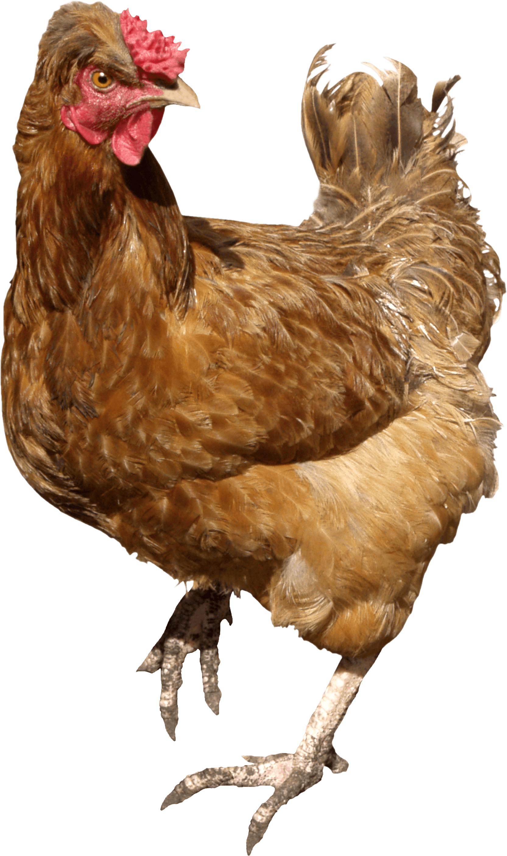 Chicken Png Image Transparent PNG Image