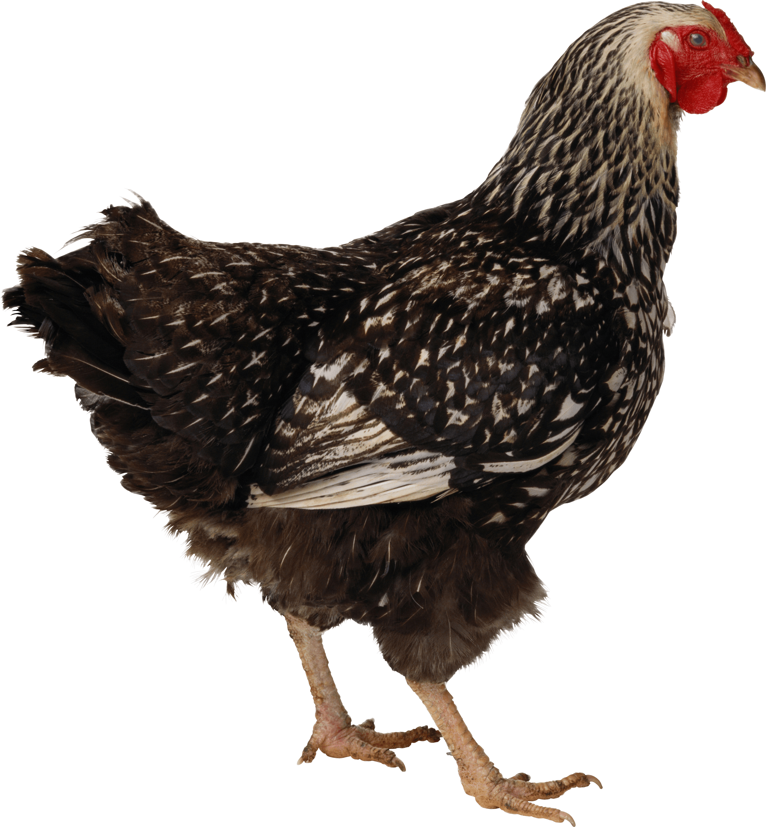 Chicken Png Image Transparent PNG Image