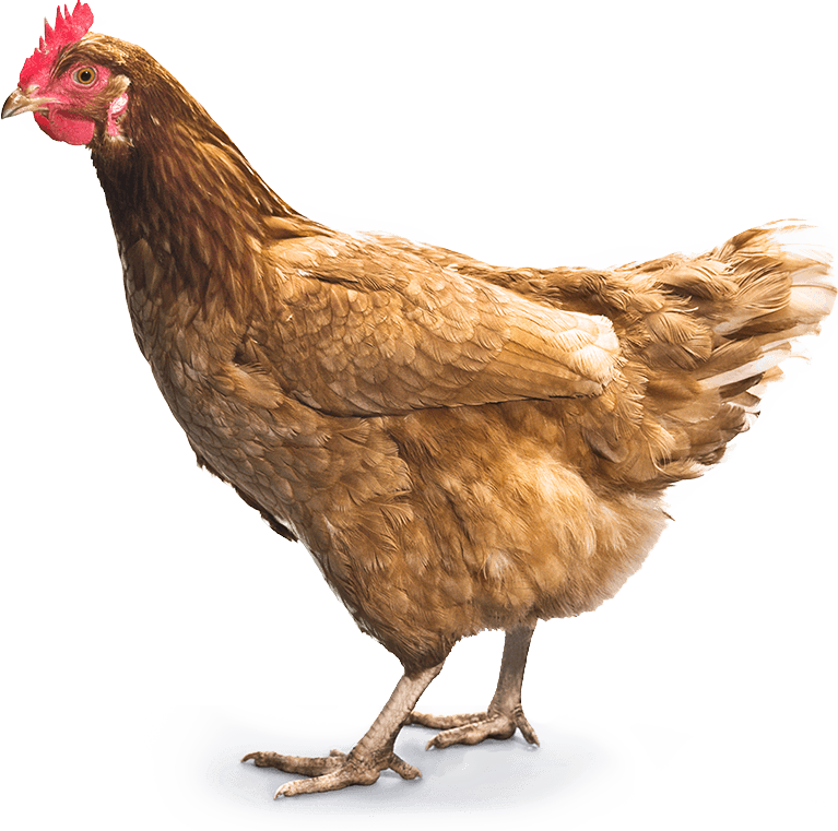 Chicken Png Image Transparent PNG Image