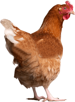 Chicken Png Image Transparent PNG Image