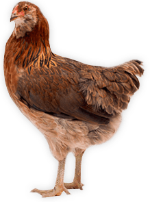 Chicken Png Image Transparent PNG Image