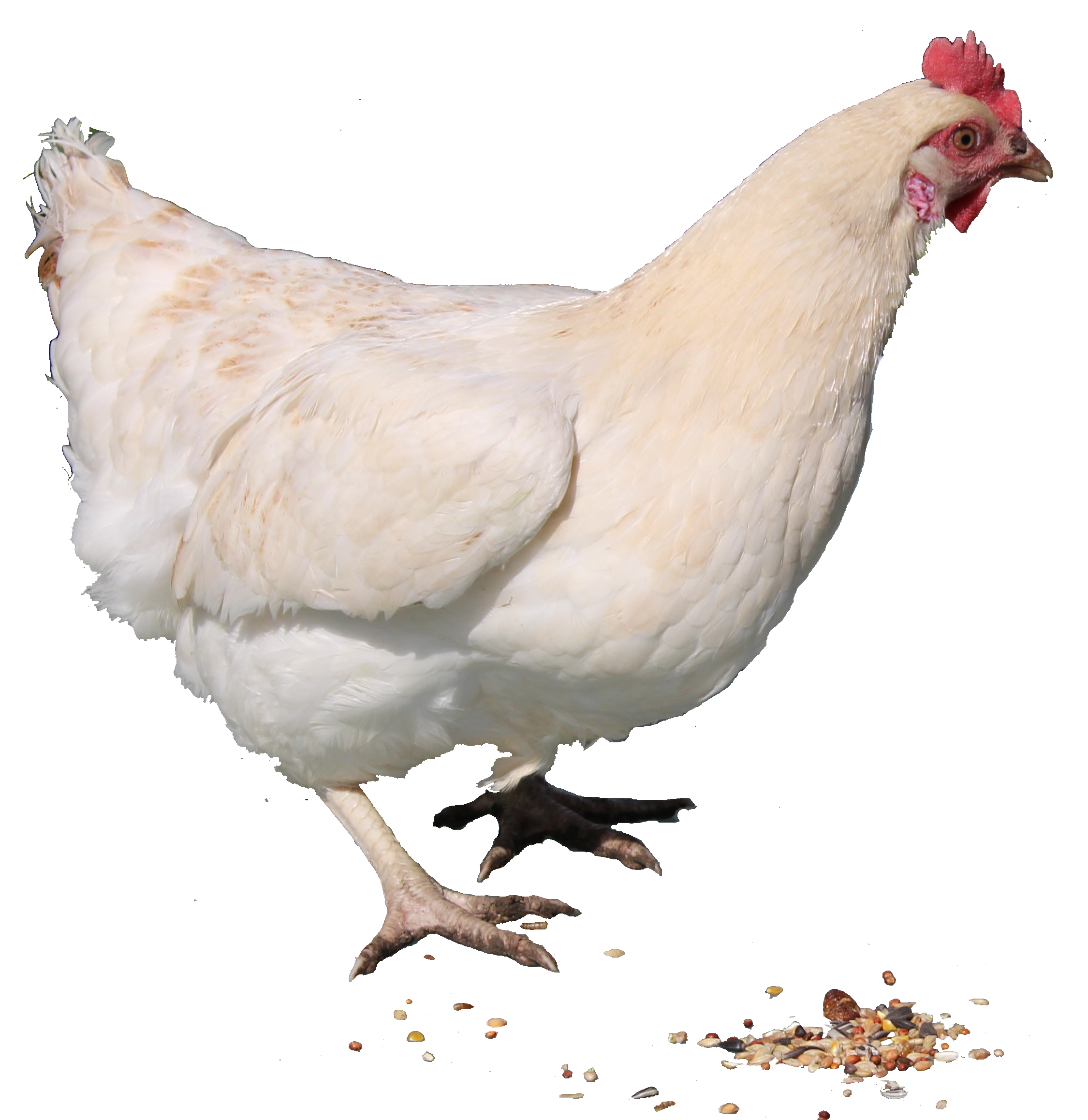 Chicken White Curry Hen Free Photo PNG Transparent PNG Image