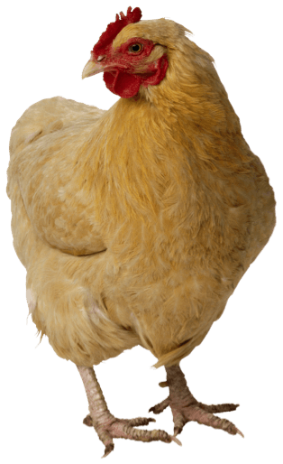 Chicken Png Image Transparent PNG Image