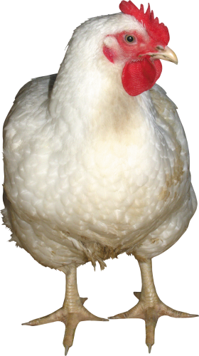 Chicken Png 9 Transparent PNG Image