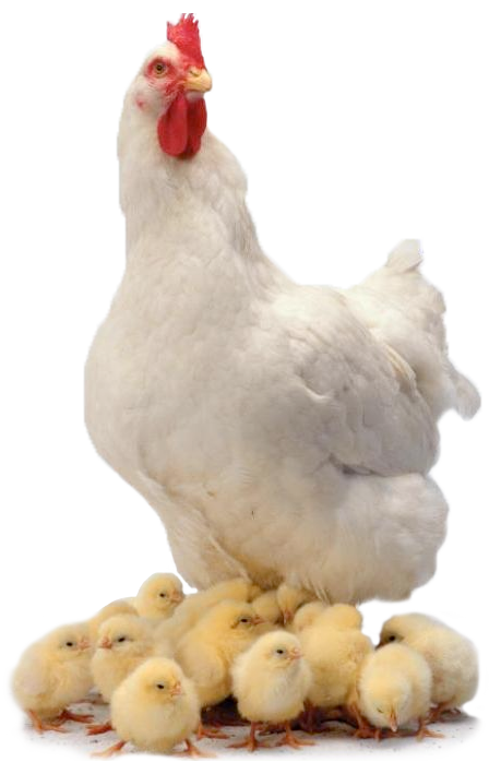 Chicken Png Transparent PNG Image