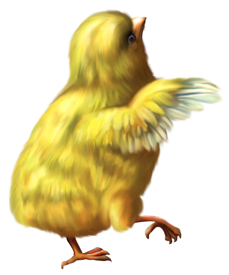 Chicken Png 12 Transparent PNG Image