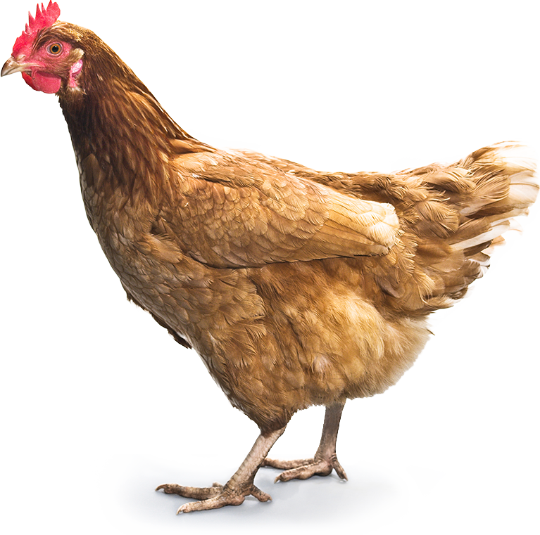 Chicken Png 7 Transparent PNG Image