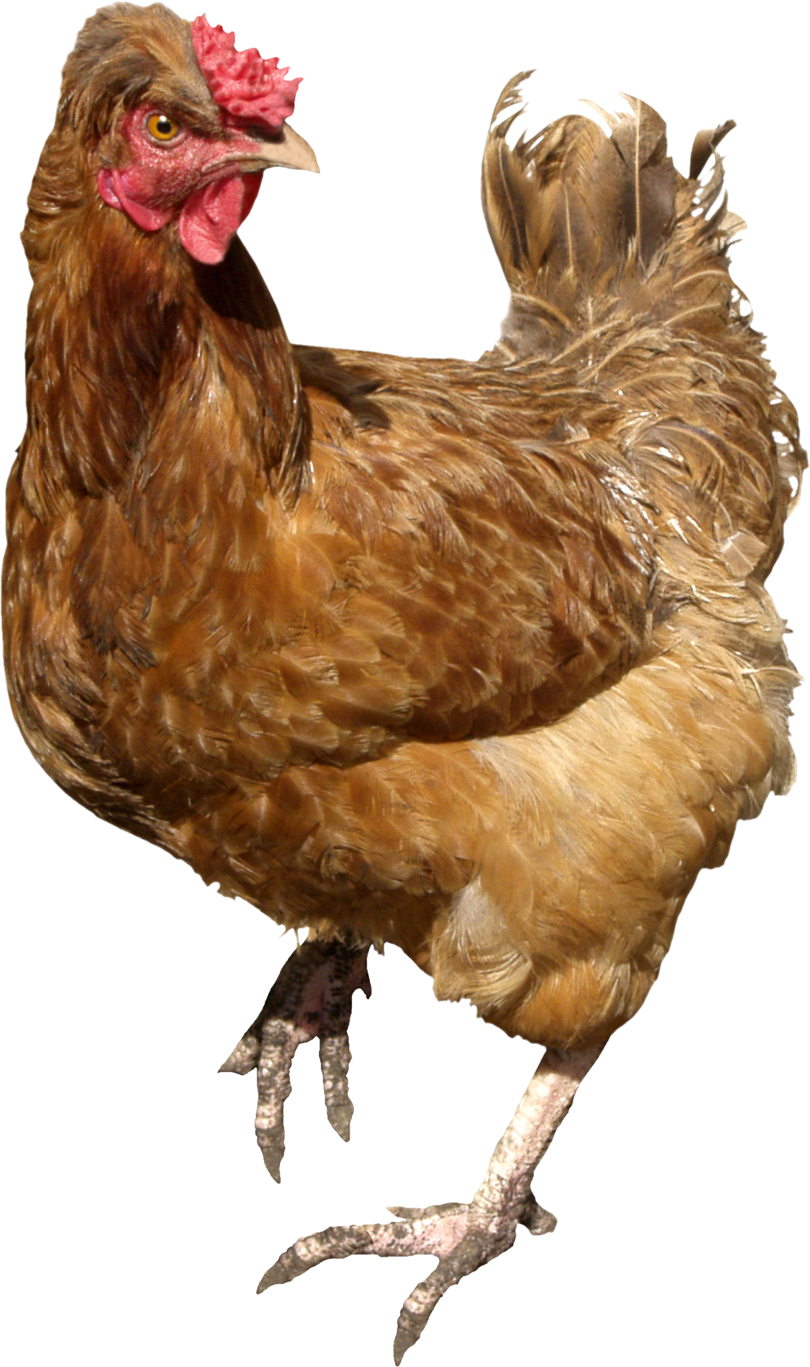 Chicken Png 6 Transparent PNG Image