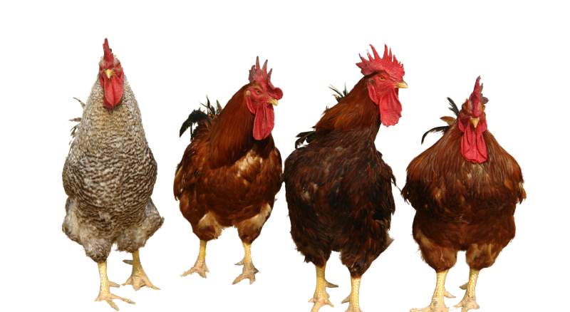 Chicken Png 4 Transparent PNG Image