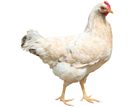 Chicken Png 3 Transparent PNG Image