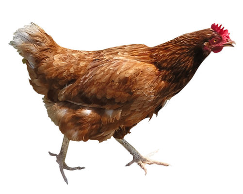 Chicken Png 11 Transparent PNG Image