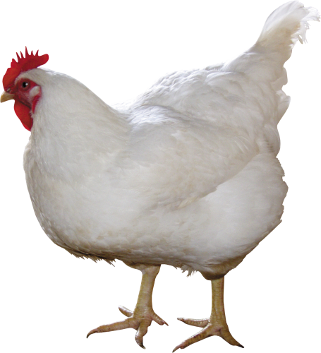 Chicken Png 10 Transparent PNG Image