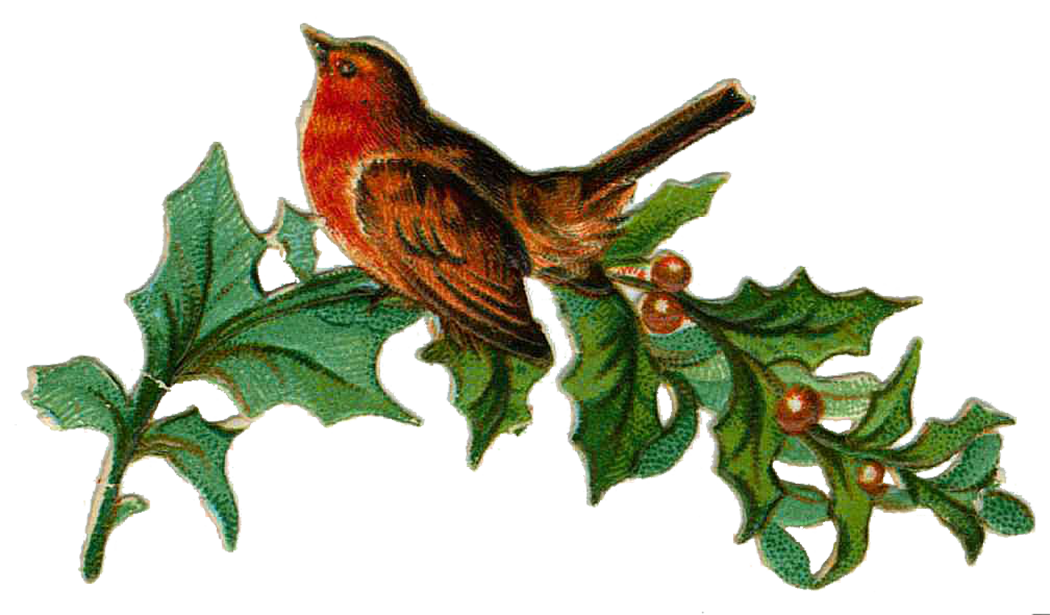 Christmas Bird Free Photo Transparent PNG Image