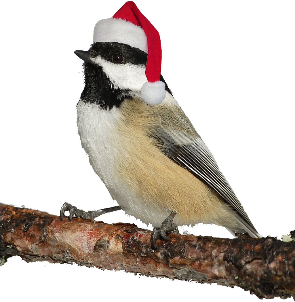 Photos Christmas Bird PNG Free Photo Transparent PNG Image