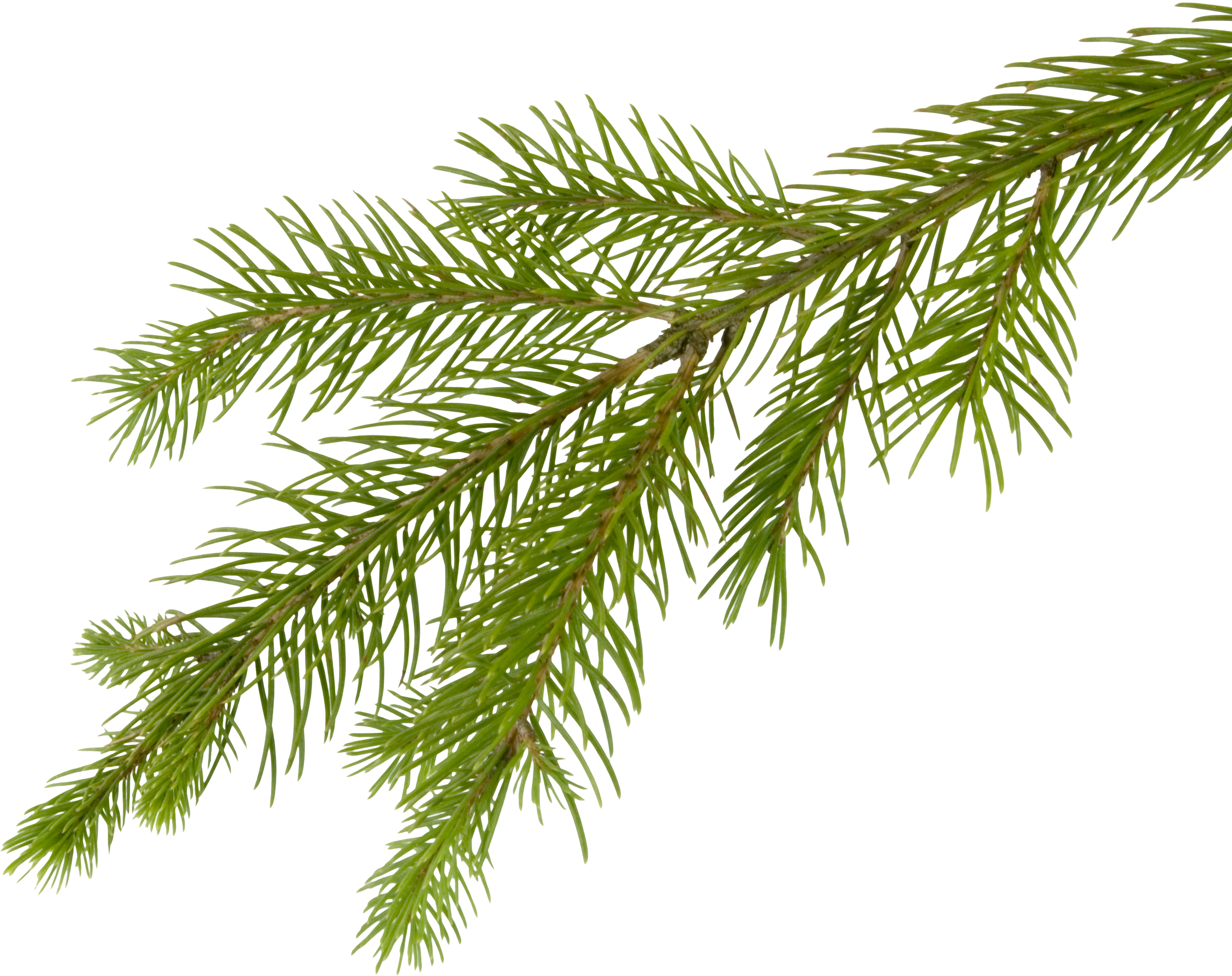 Images Branches Christmas Free Photo Transparent PNG Image