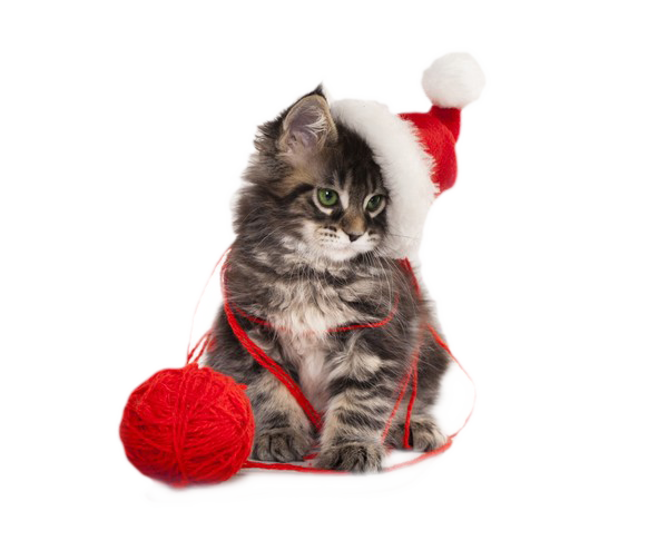 Christmas Kitten Free Download PNG HQ Transparent PNG Image