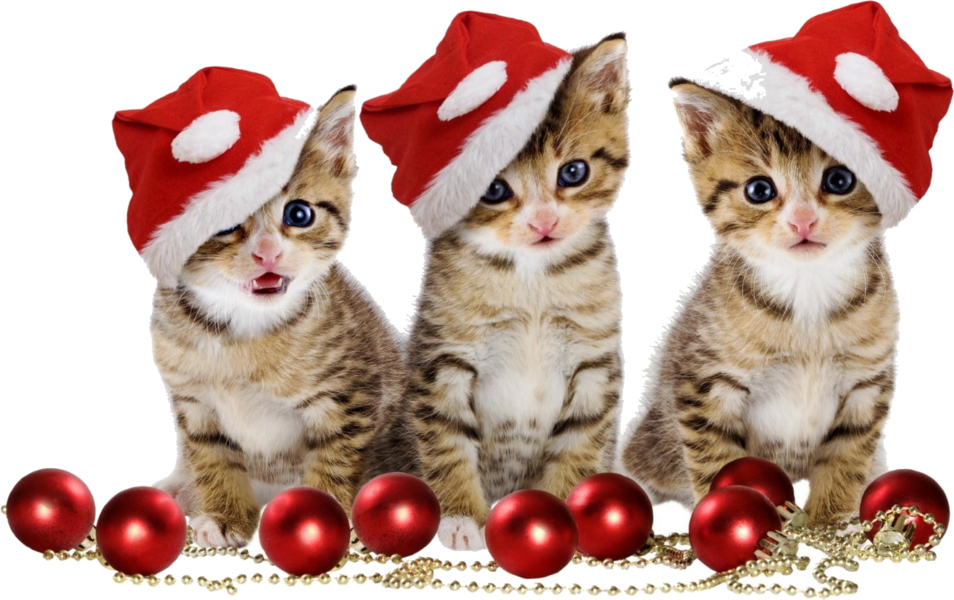 Christmas Kitten Free Download PNG HD Transparent PNG Image