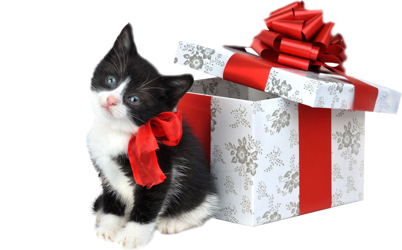 Christmas Kitten Free Download Image Transparent PNG Image