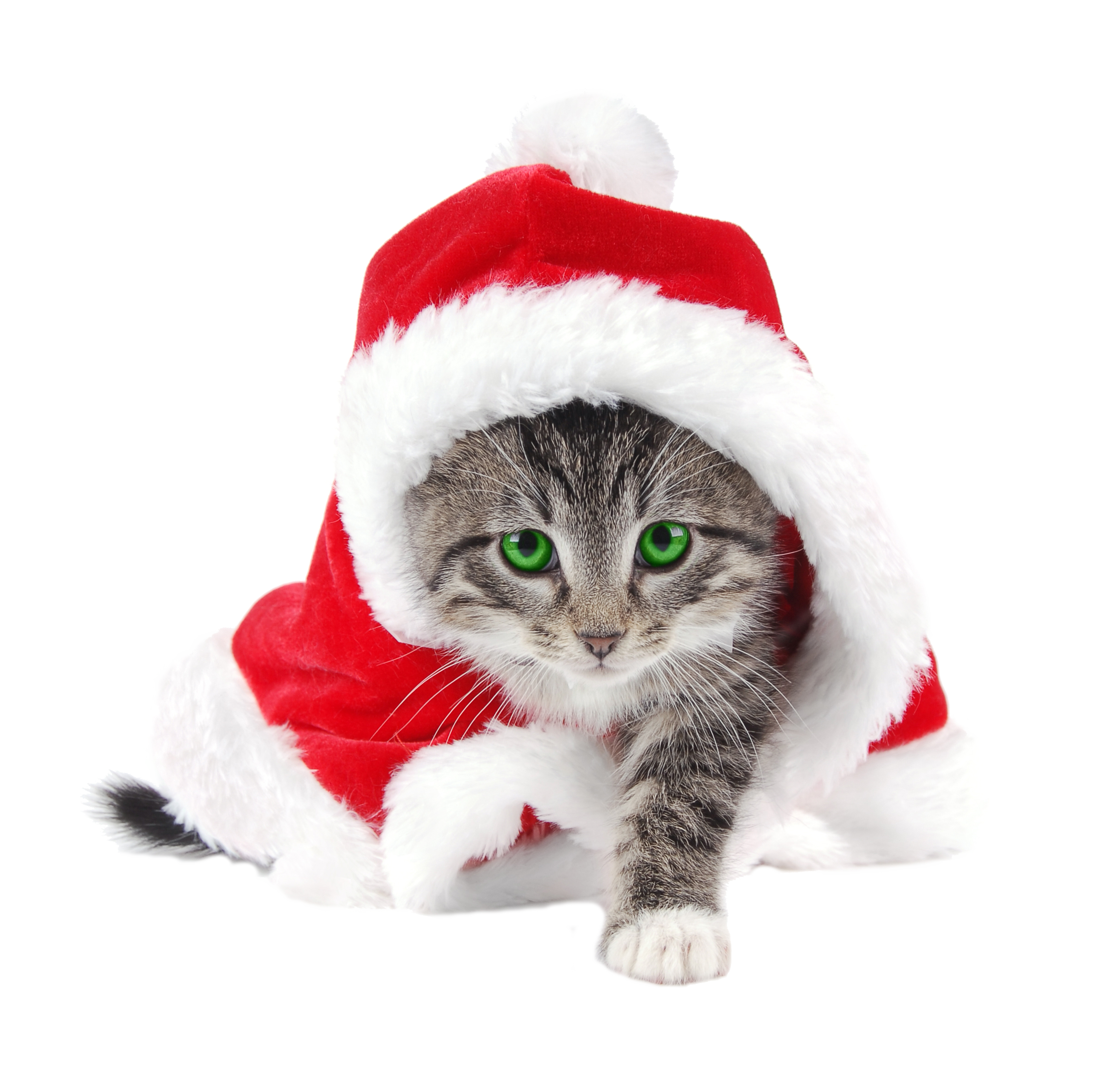 Christmas Kitten Free Photo Transparent PNG Image