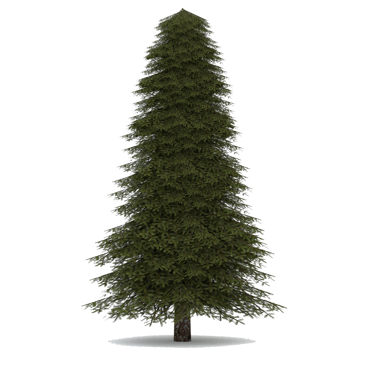 Fir Tree Christmas Download Free Image Transparent PNG Image