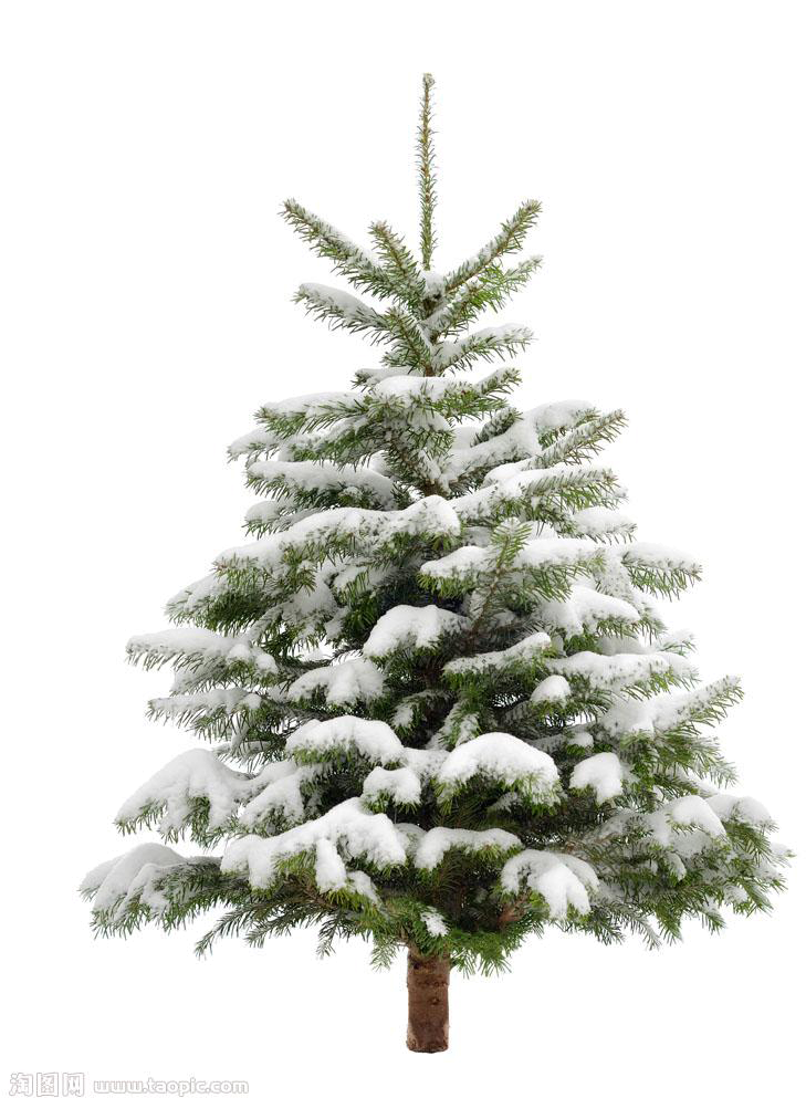 Fir Picture Tree Christmas Free Download PNG HQ Transparent PNG Image