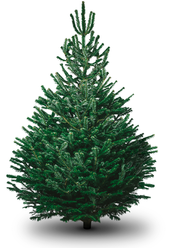 Fir Images Tree Christmas Free PNG HQ Transparent PNG Image