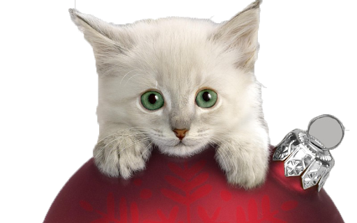 Christmas Cat Free Photo Transparent PNG Image