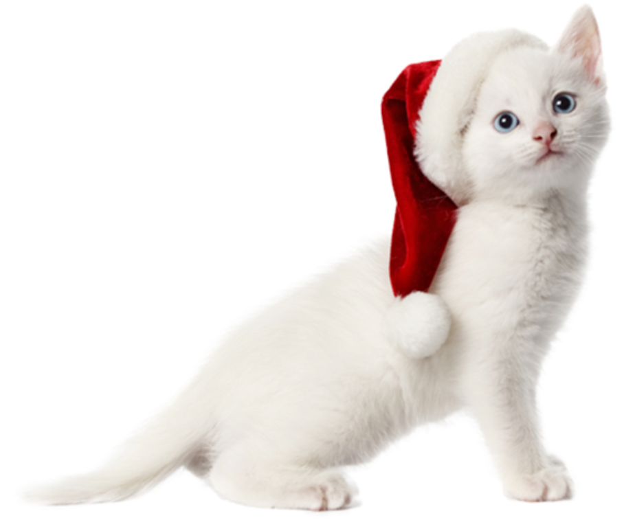 Christmas Cat PNG Download Free Transparent PNG Image