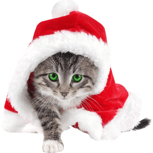 Photos Christmas Cat PNG Free Photo Transparent PNG Image