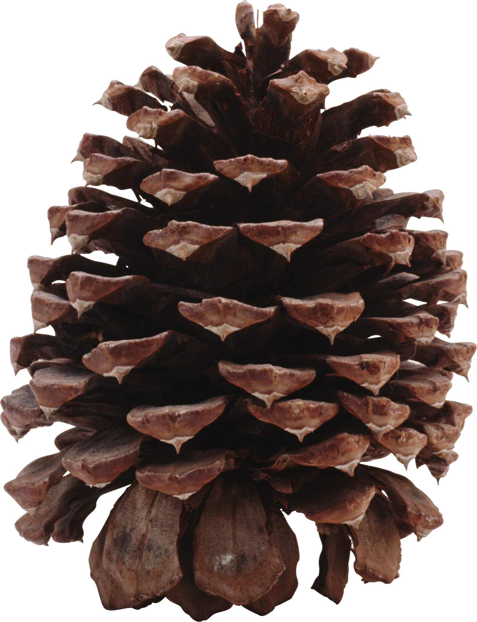 Christmas Pine Cone Free Clipart HD Transparent PNG Image