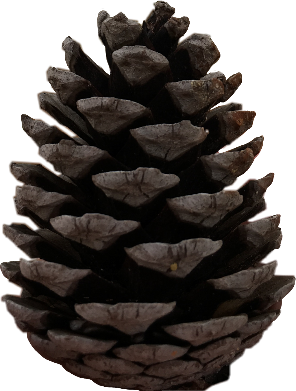 Christmas Pine Cone PNG File HD Transparent PNG Image