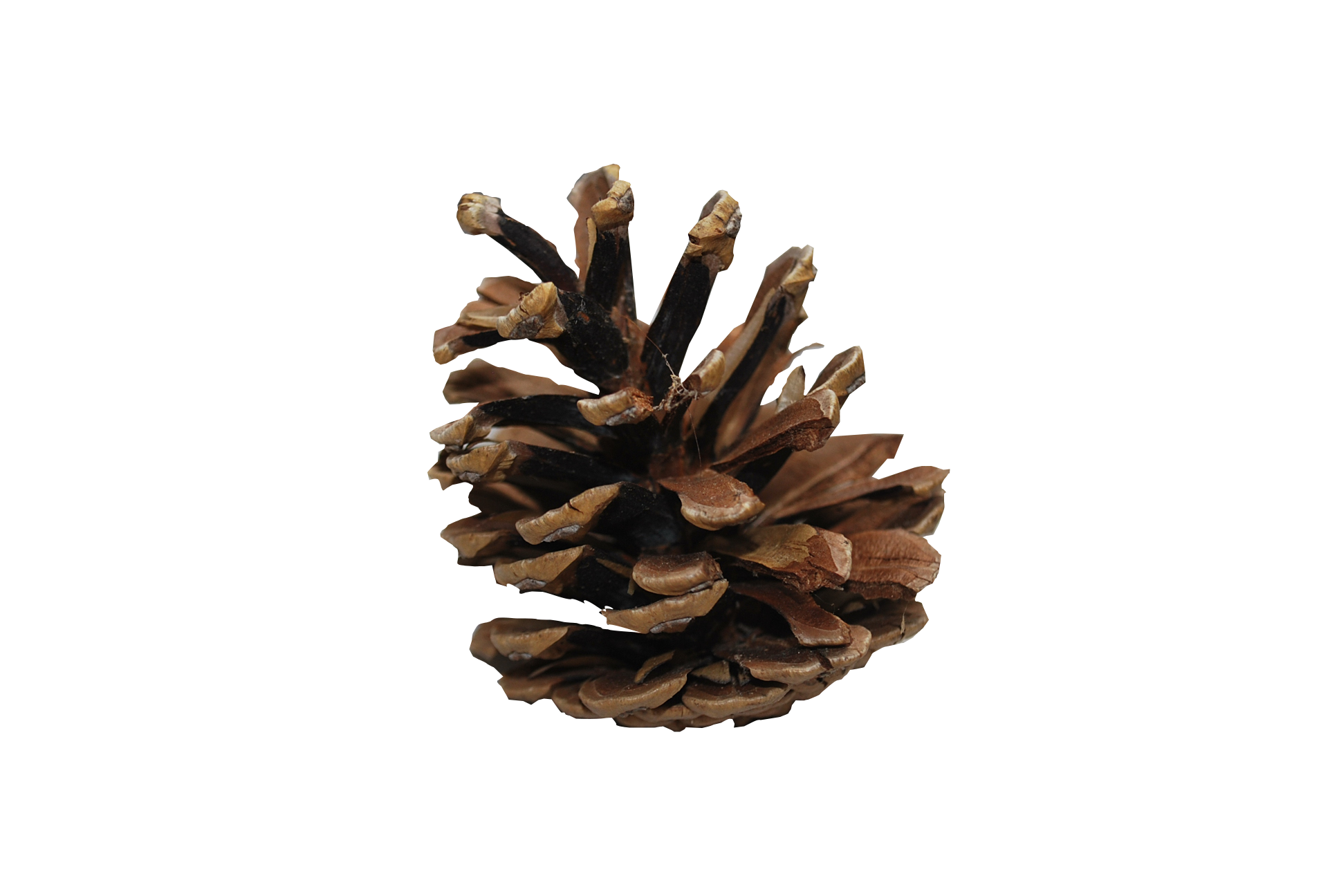 Christmas Pine Cone PNG Image High Quality Transparent PNG Image