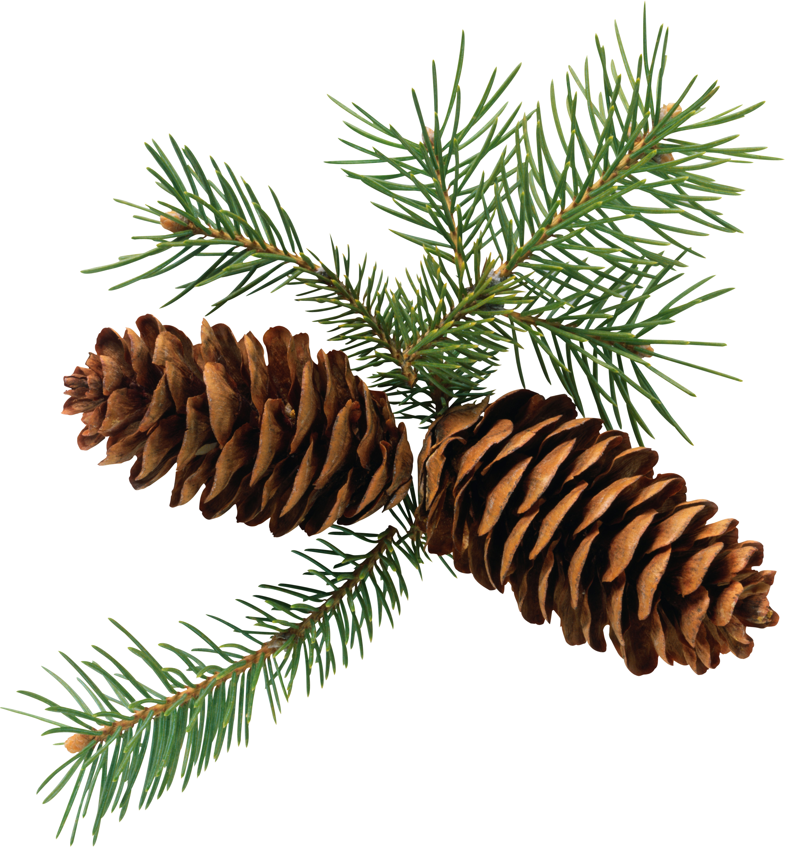 Christmas Pine Cone Free Download Image Transparent PNG Image