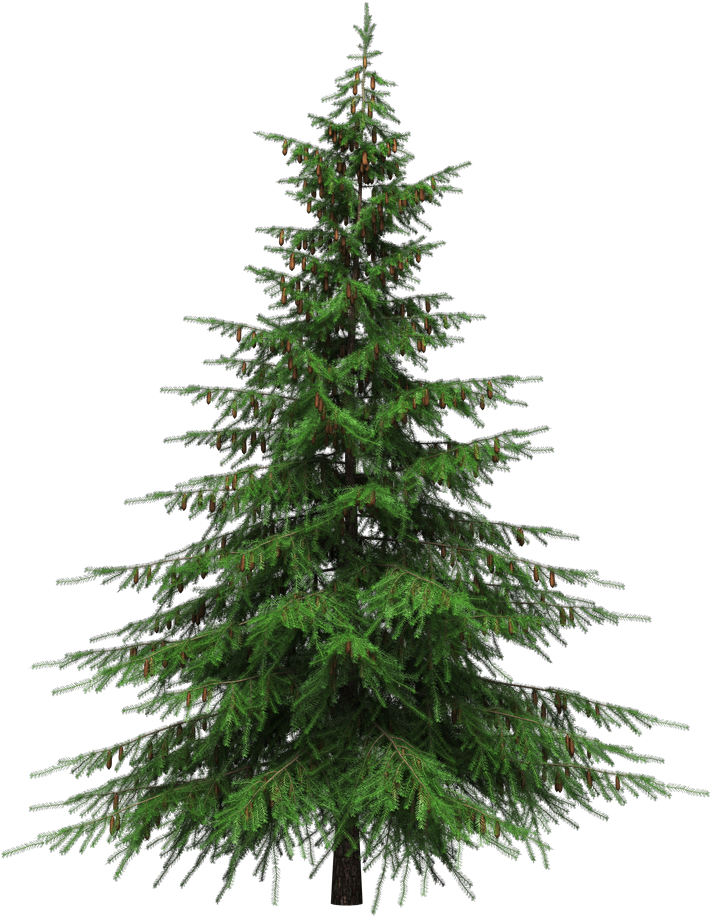 Fir-Tree Green Christmas Download HD Transparent PNG Image