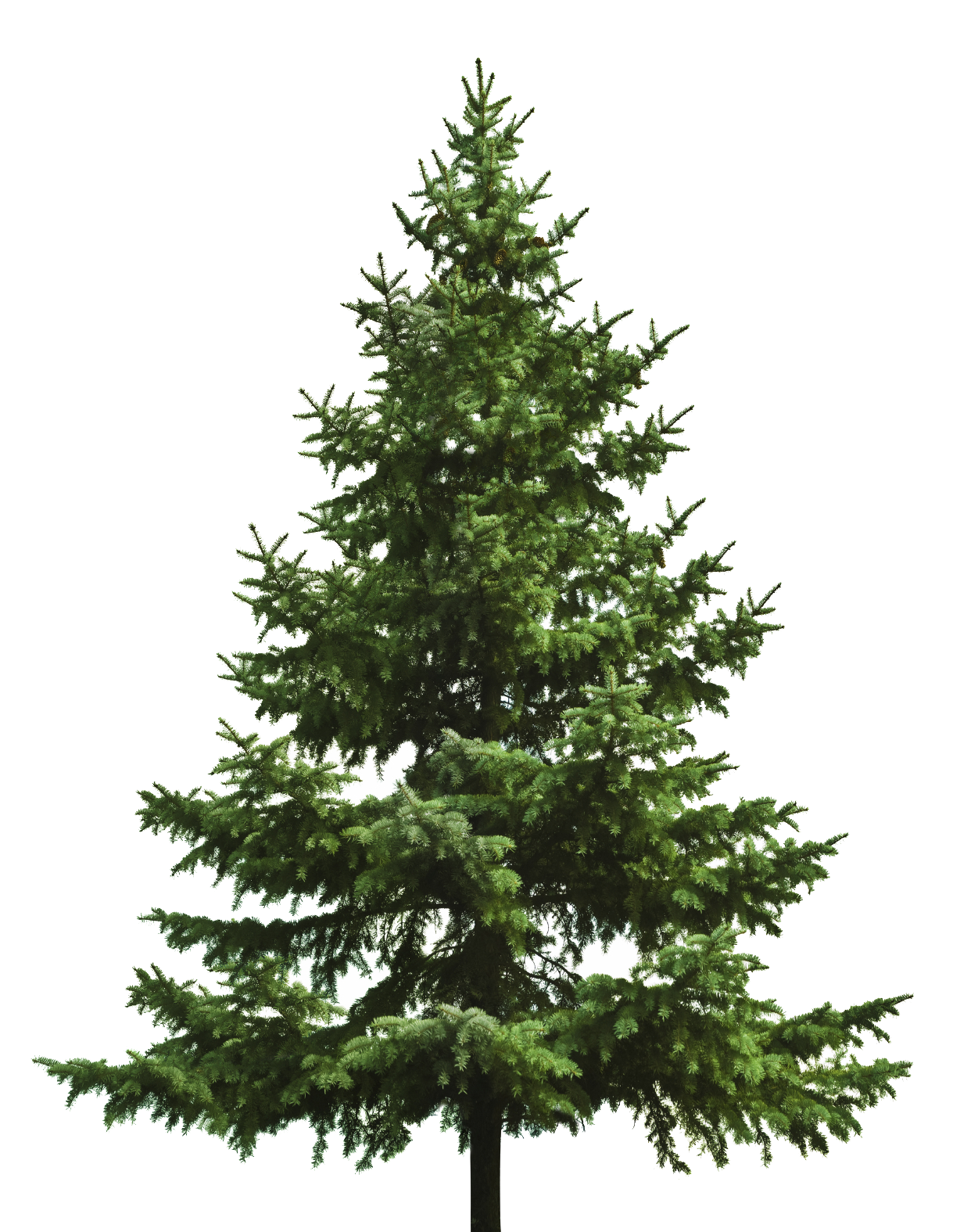 Fir-Tree Christmas Pine Free Download PNG HD Transparent PNG Image